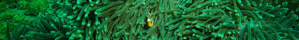 Scuba diving travel insurance ensures safe underwater adventures