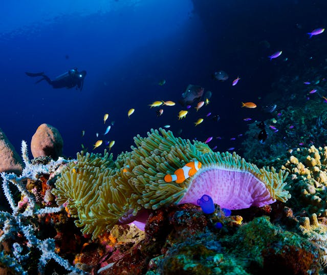 Scuba diving travel insurance protects divers exploring coral reefs
