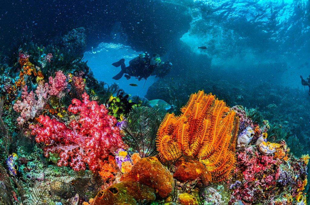 Scuba diving travel insurance protects divers exploring coral reefs