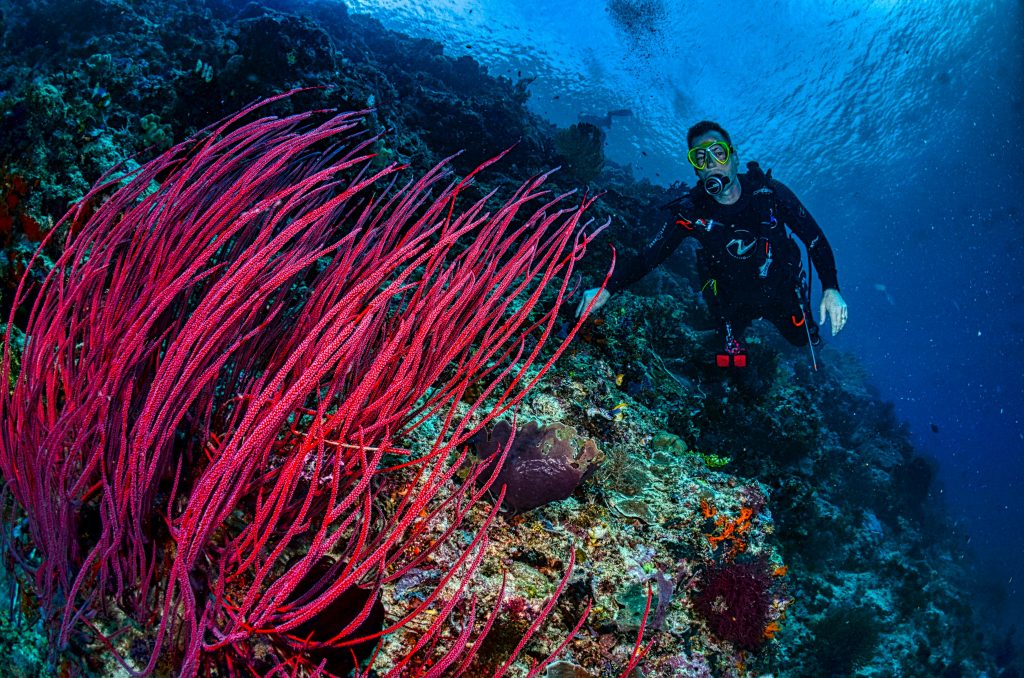 Scuba diver exploring coral reef, highlighting the need for adventure travel insurance.